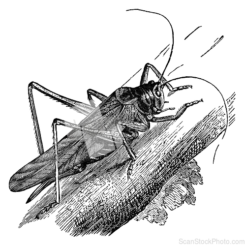 Image of grasshopper vintage illustration