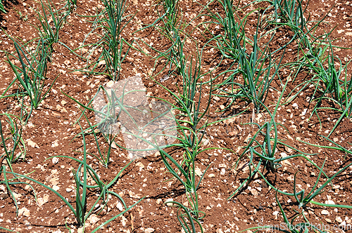 Image of green onions