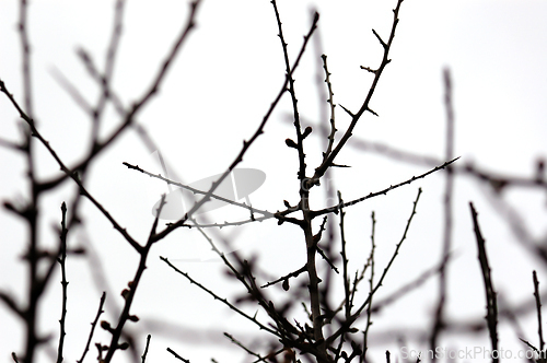 Image of leafless branches nature abstract