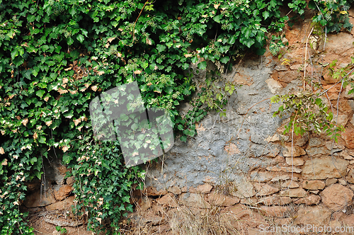 Image of ivy plant on grungy stone wall