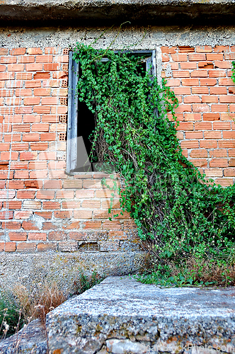 Image of plant growing through window