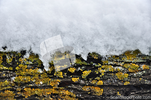 Image of snow covered tree trunk winter background