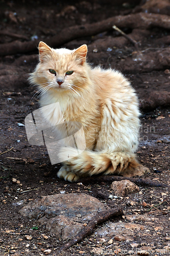 Image of stray cat in the woods