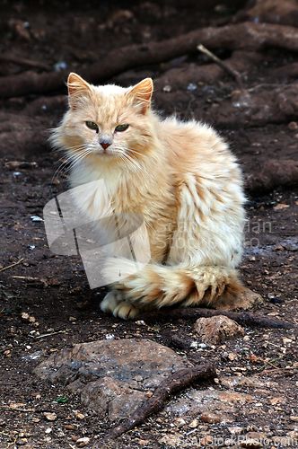 Image of stray cat in the woods