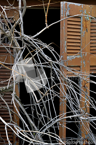 Image of tangled branches and broken window shutter