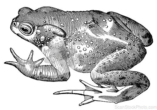 Image of toad frog vintage illustration