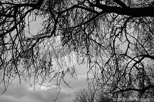 Image of tree branches silhouette under moody sky