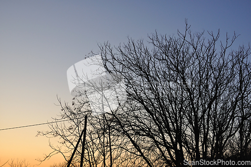 Image of tree branches silhouette sunset sky