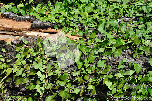 Image of green ivy plant and tree trunk background