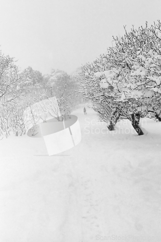 Image of man walking with dog in snow covered forest