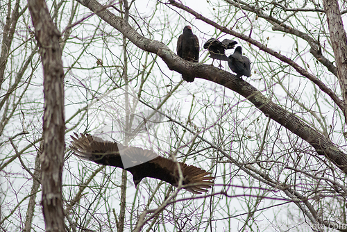 Image of vulture birds resting on tree after a good meal