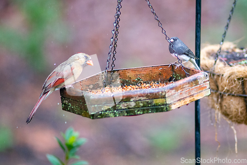 Image of backyard birds around bird feeder