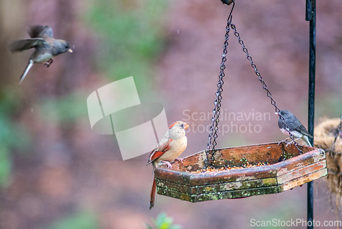 Image of backyard birds around bird feeder