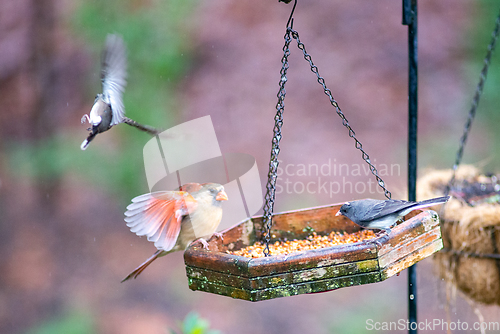 Image of backyard birds around bird feeder