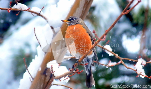 Image of Robin bird.