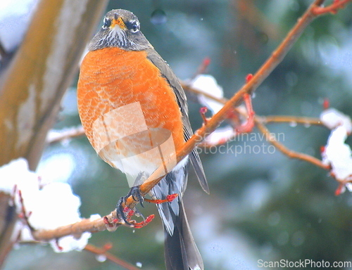 Image of Robin bird.