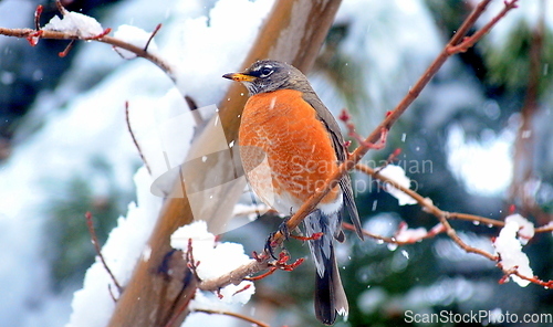 Image of Robin bird.