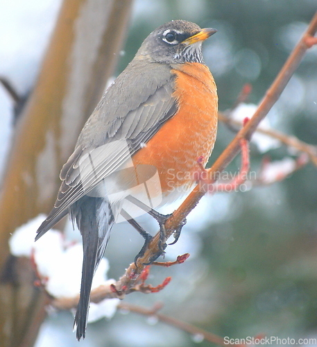 Image of Robin bird.