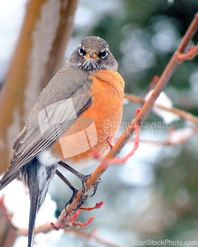 Image of Robin bird.