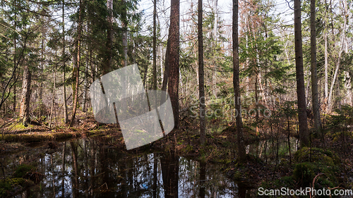 Image of Swapy forest stand with broken trees