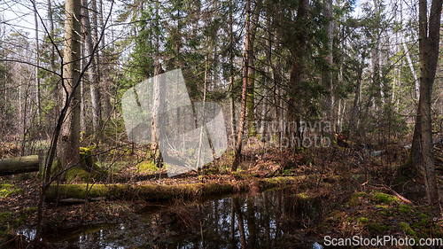 Image of Swapy forest stand with broken trees