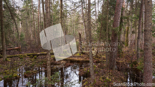 Image of Swapy forest stand with broken trees