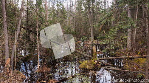 Image of Swapy forest stand with broken trees