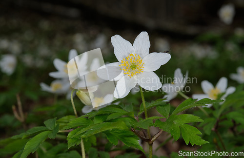 Image of Single flower of Windflower(Anemone nemorosa) closeup