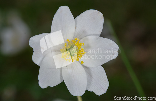 Image of Single flower of windflower closeup