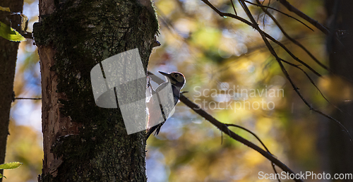 Image of Wwhite-backed woodpecker (Dendrocopos leucotos) in fall