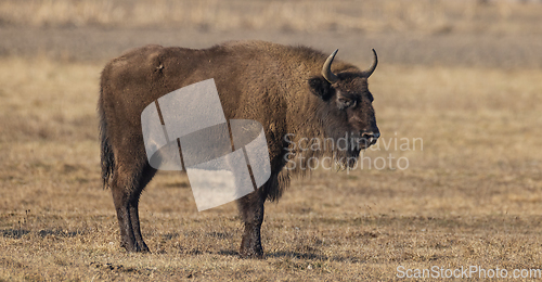 Image of European Bison (Bison bonasus) female feeding in springtime field