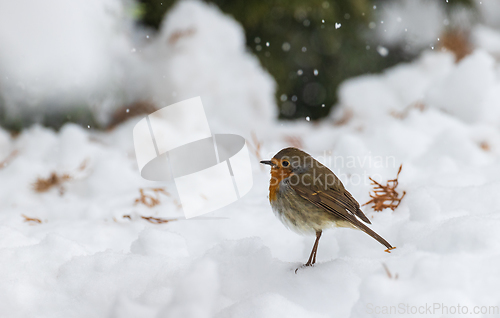 Image of European robin (Erithacus rubecula) in snow