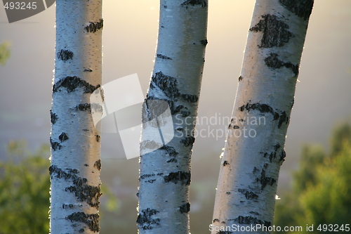 Image of Birches