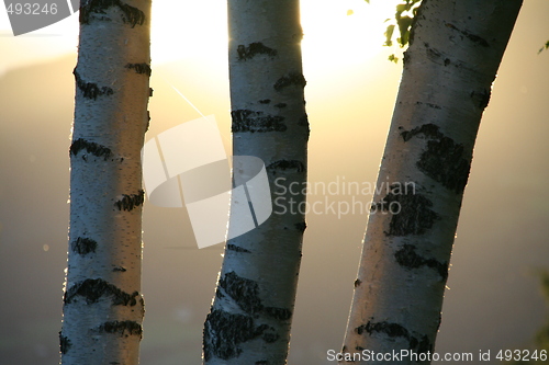 Image of Birches
