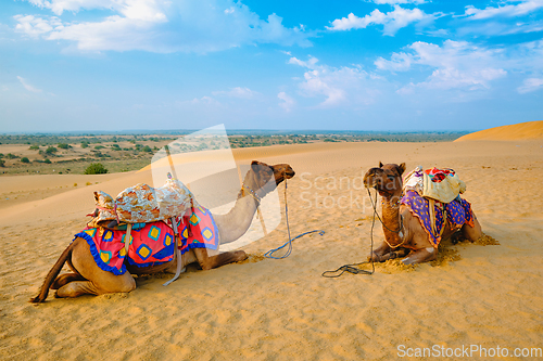 Image of Indian camel in sand dunes of Thar desert on sunset. Jaisalmer, Rajasthan, India