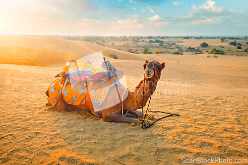 Image of Indian camel in sand dunes of Thar desert on sunset. Jaisalmer, Rajasthan, India