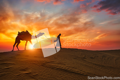 Image of Indian cameleer camel driver with camel silhouettes in dunes on sunset. Jaisalmer, Rajasthan, India