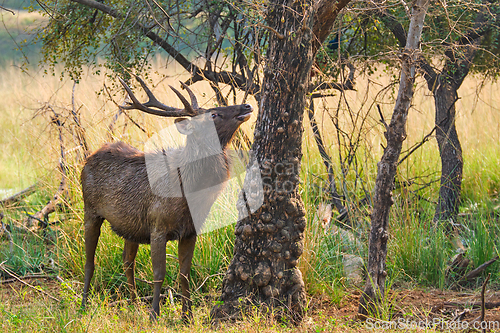 Image of Male sambar Rusa unicolor deer in Ranthambore National Park, Rajasthan, India