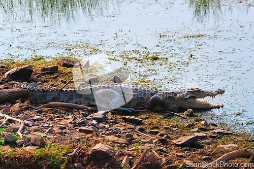 Image of Snub Nosed Marsh Crocodile mugger crocodile Crocodylus palustris