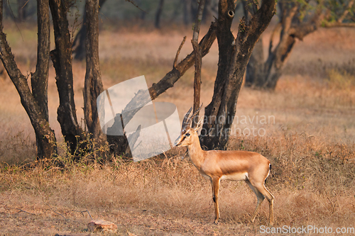 Image of Indian bennetti gazelle or chinkara in Rathnambore National Park, Rajasthan, India