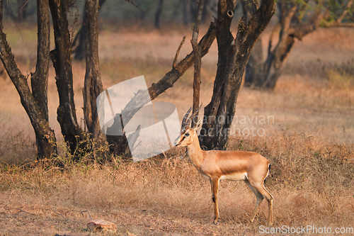 Image of Indian bennetti gazelle or chinkara in Rathnambore National Park, Rajasthan, India