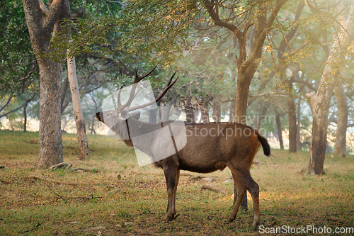 Image of Male sambar Rusa unicolor deer in Ranthambore National Park, Rajasthan, India