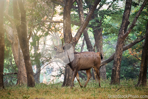 Image of Male sambar Rusa unicolor deer in Ranthambore National Park, Rajasthan, India