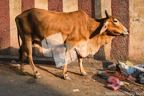 Image of Cow in the street of India