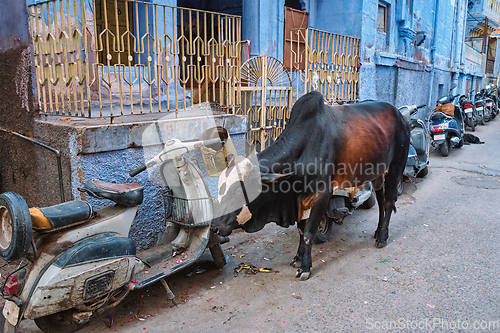 Image of Cow in the street of India