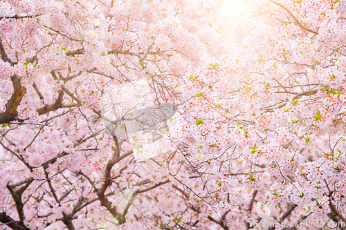 Image of Blooming sakura cherry blossom