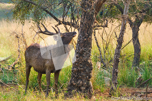 Image of Male sambar Rusa unicolor deer in Ranthambore National Park, Rajasthan, India