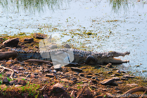 Image of Snub Nosed Marsh Crocodile mugger crocodile Crocodylus palustris