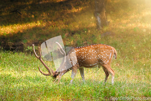 Image of Beautiful male chital or spotted deer in Ranthambore National Park, Rajasthan, India