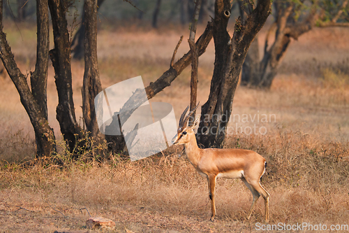 Image of Indian bennetti gazelle or chinkara in Rathnambore National Park, Rajasthan, India
